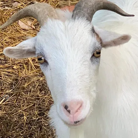La Chabanaise - Marais Poitevin