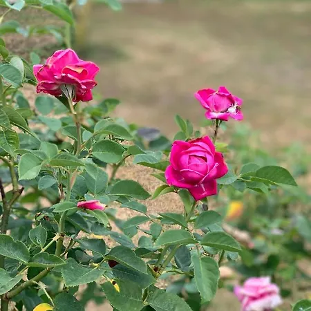 Panzió La Chabanaise - Marais Poitevin